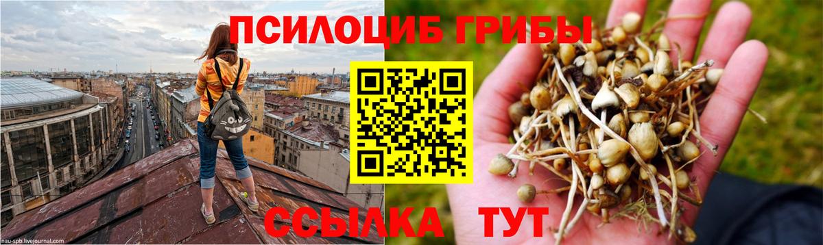 магазин    Вход с VPN  Саранск  Галлюциногенные грибы Magic Shrooms 